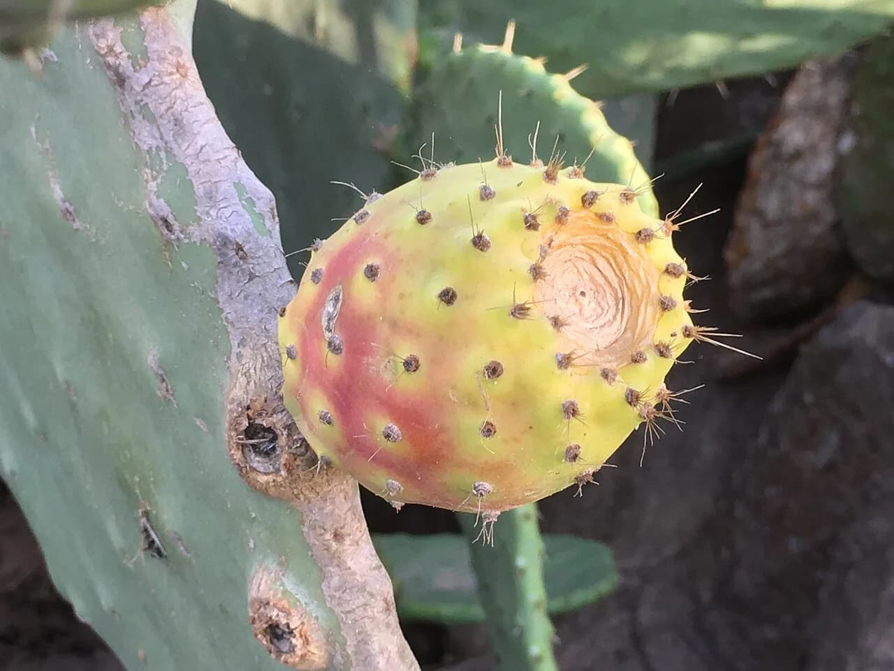 Bajtra: Malta's Prickly Pear Liqueur, Explained