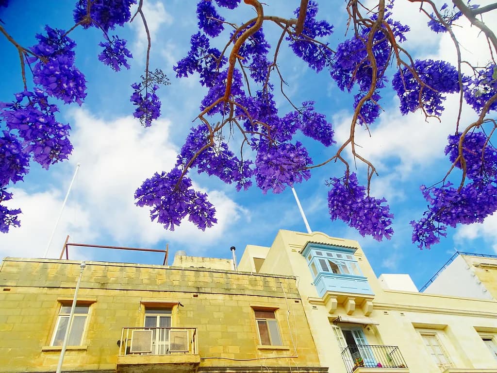Restaurants in Birgu: Where to Eat in Vittoriosa
