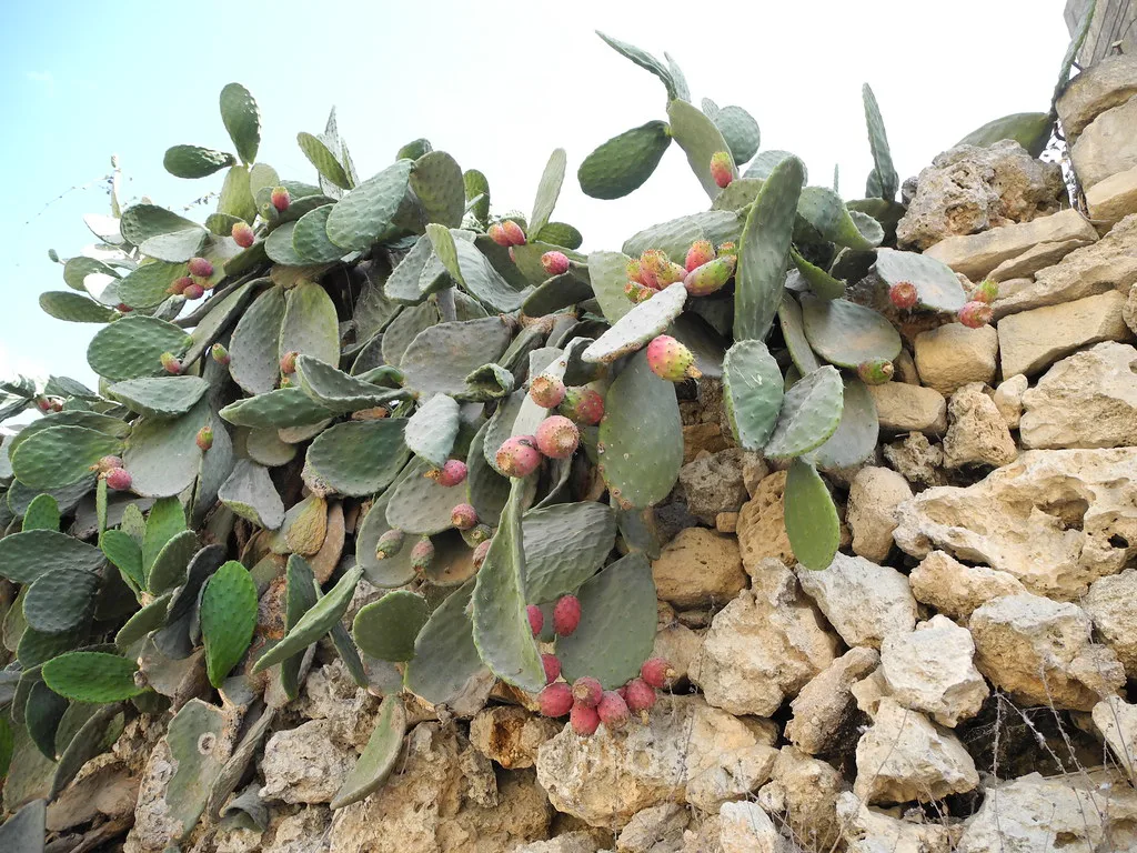 Prickly pears growing on a dry-stone wall in Gozo.