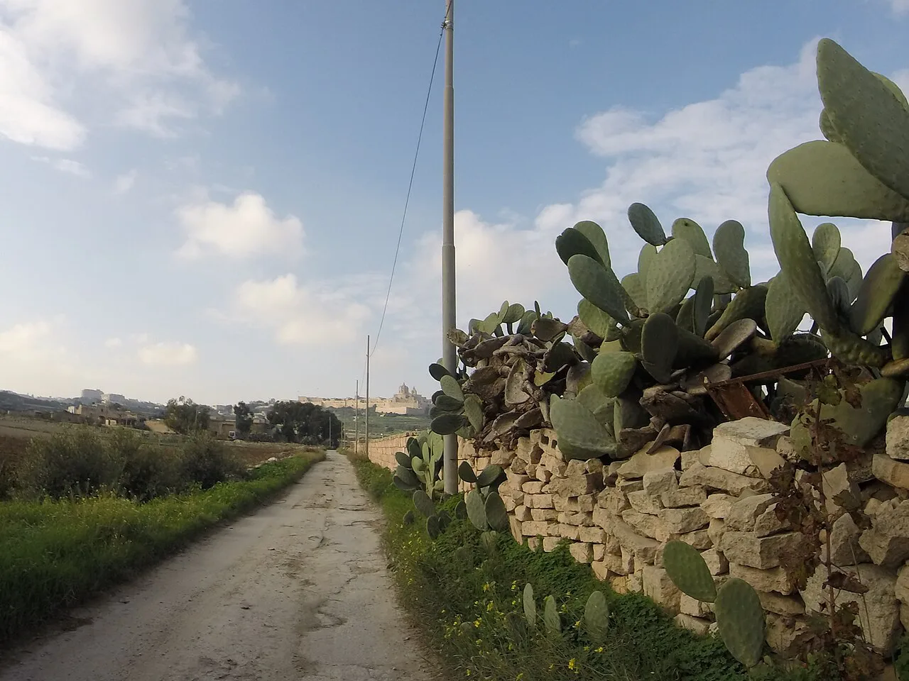 A prickly pear hedge beside a dry-stone wall near Attard, Malta.