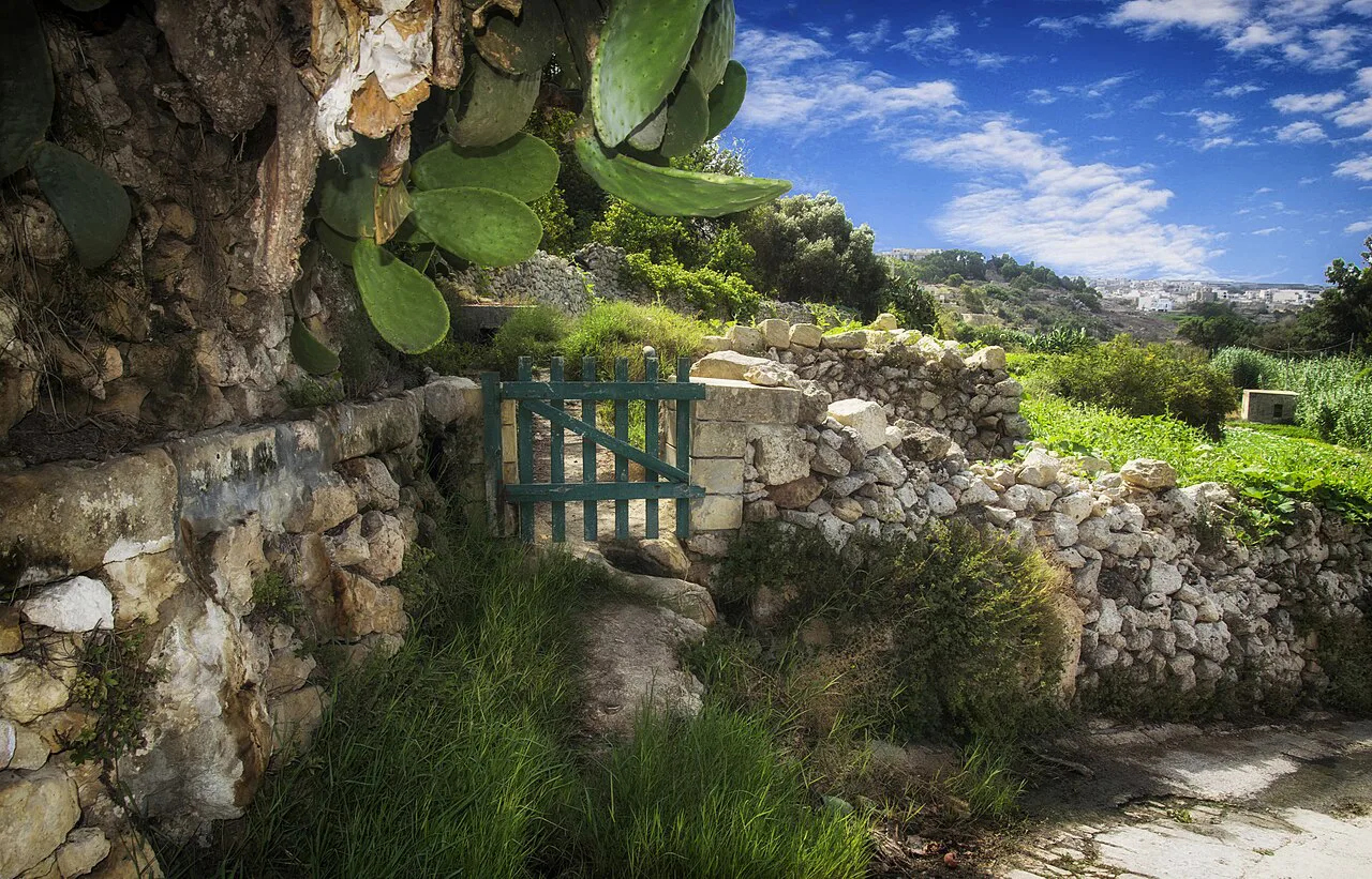 Prickly pears and terraced fields in Lunzjata Valley on Gozo.