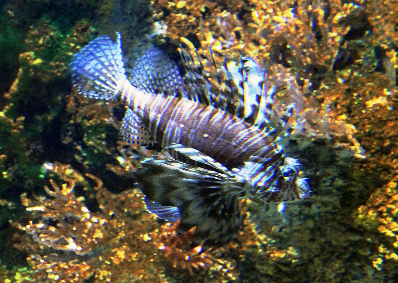 A lionfish in a tank at the Malta National Aquarium.
