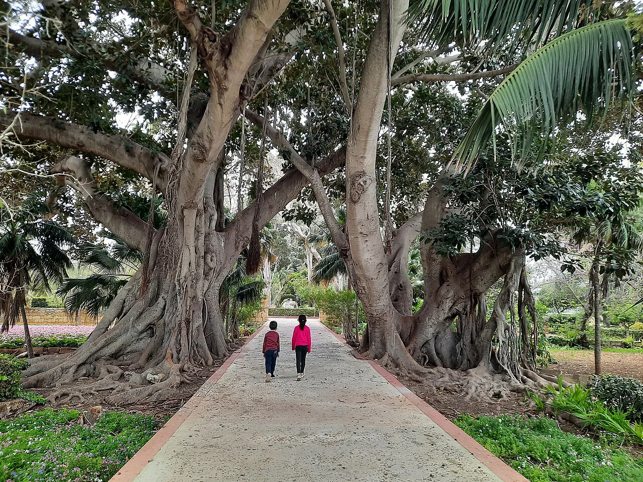 Ancient ficus trees in the San Anton Gardens in Attard.