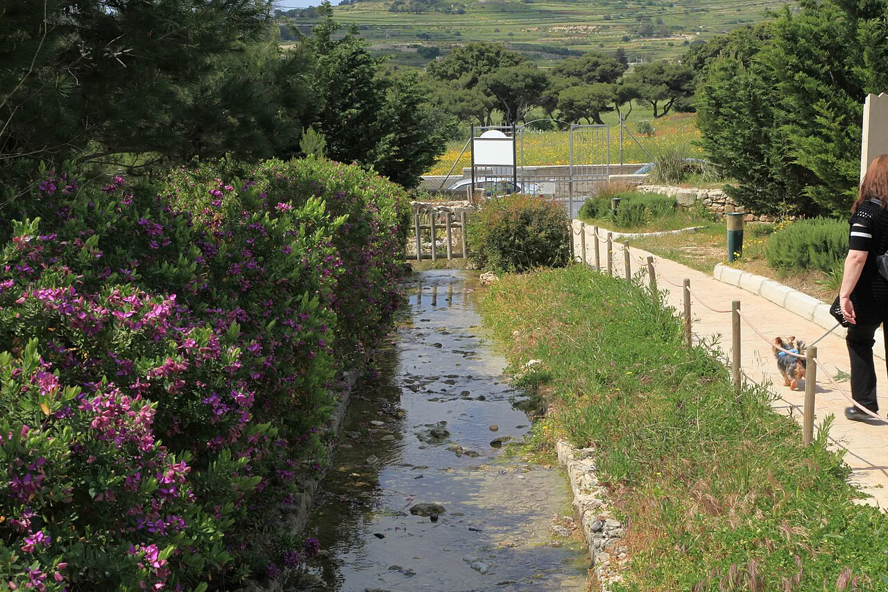 A flowering path in Salina National Park.
