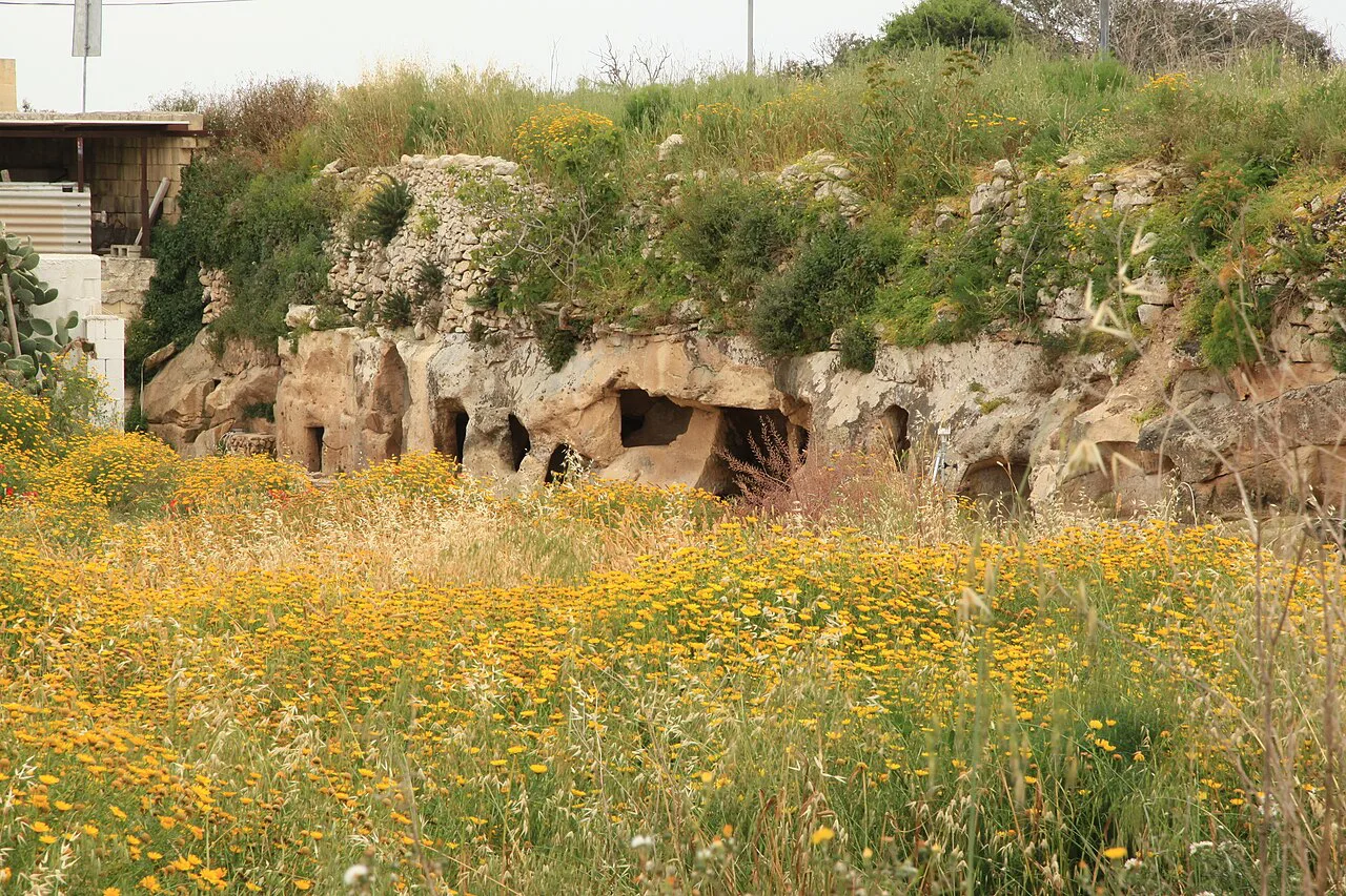 Wildflowers above the Ta' Bistra Catacombs in Mosta.