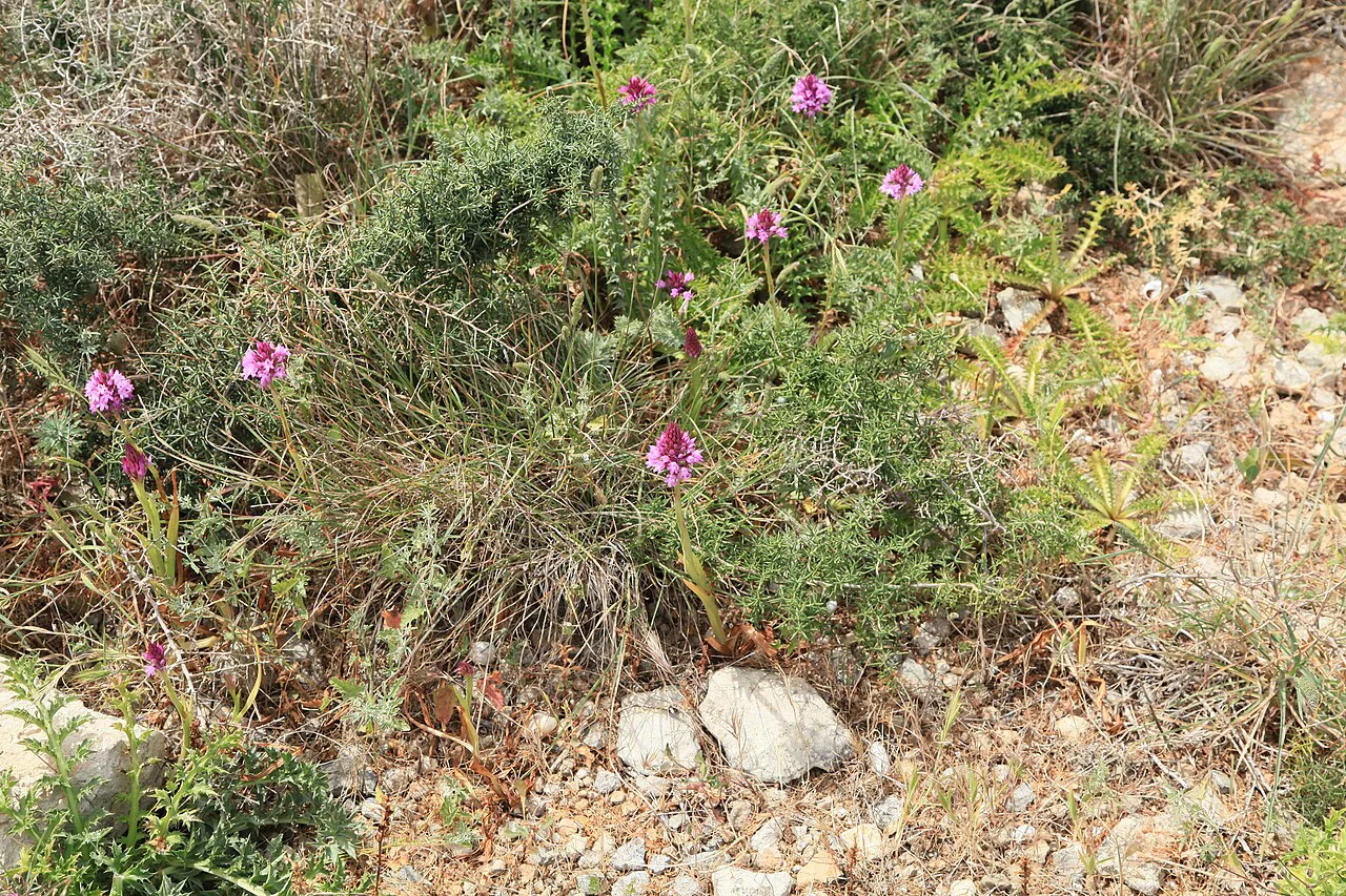 Wild flowers at Xrobb l-Għaġin Nature Park.