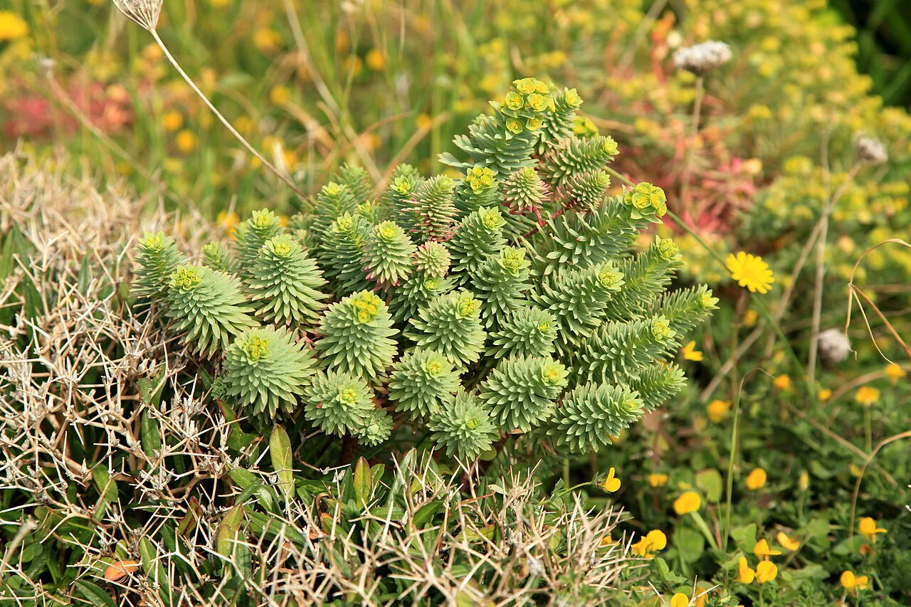 Spurge growing wild in Xrobb l-Għaġin Nature Park.