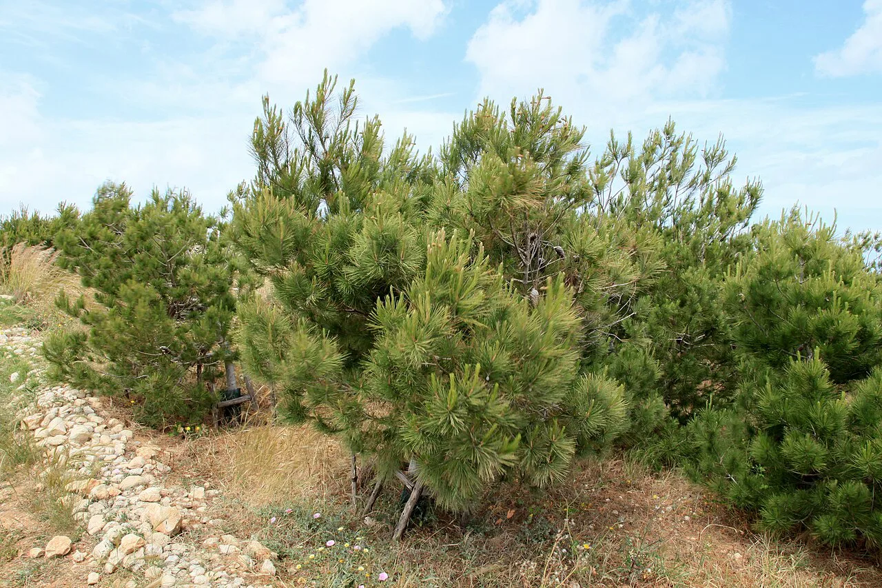 Pine trees at Xrobb l-Għaġin Nature Park.